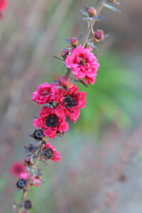 Leptospermum Scoparium 'Beadride Rose'